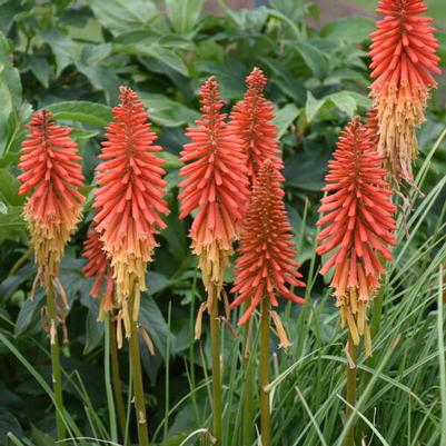 Kniphofia Red Roulette