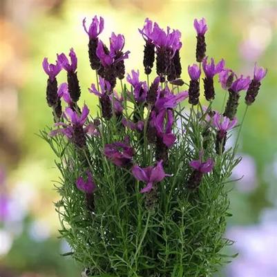 Lavandula La Diva Berry Bountiful