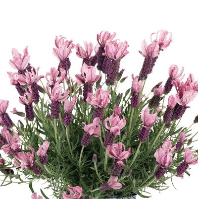 Lavandula La Diva Berry Rosy