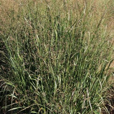 Panicum virgatum Dream Catcher® Huggy Purple®