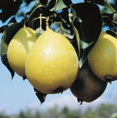 Pear Semi-Dwarf Early Gold