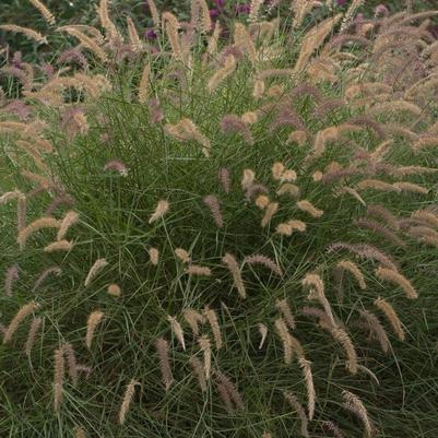 Pennisetum alopalopecuroides Jambalaya
