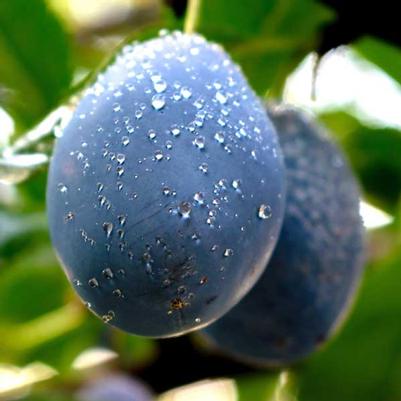 Plum Semi-Dwarf French Petite