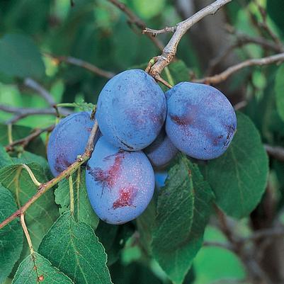 Plum Semi-Dwarf Italian Prune