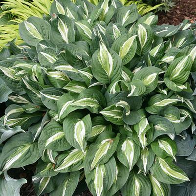 Hosta Snake Eyes