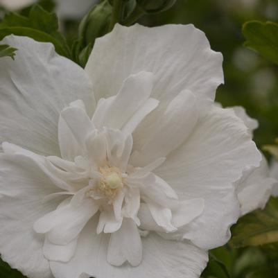 Hibiscus syriacus White Chiffon®