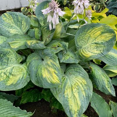 Hosta Shadowland® Sound of Music PP35563
