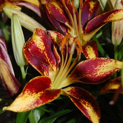 Lilium Lily Looks Tiny Sensation PP17,617