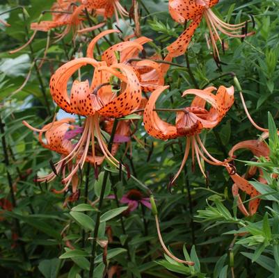 Lilium tigrium Splendens
