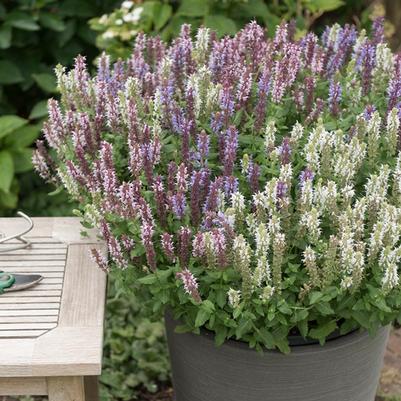 Salvia Confetti Garden® La Salute