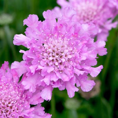 Scabiosa columbaria Flutter® Deep Rose