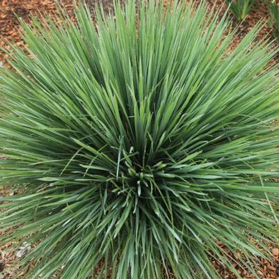 Schizachyrium scoparium Free Spirit® Exclamation Point®