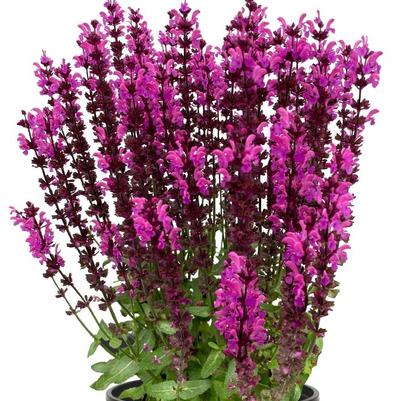 Salvia nemorosa Salute Neon Pink