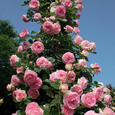 Rosa Climbing Eden® Climber