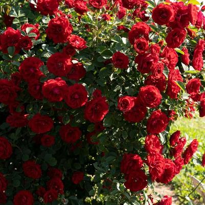 Rosa Climbing Cherry Frost™ PPAF