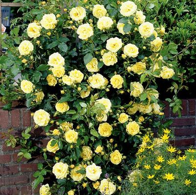 Rosa Climbing Golden Showers