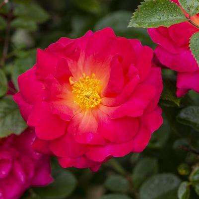 Rosa Climbing Highwire Flyer™ PPAF