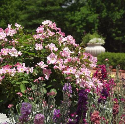 Rosa Climbing New Dawn