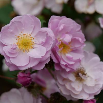 Rosa Climbing Rise Up Lilac Days®