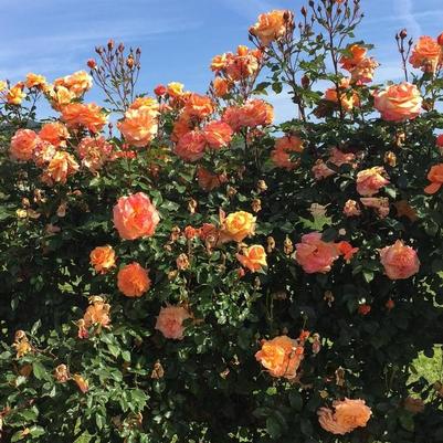 Rosa Climbing Tangerine Skies™ Arborose® PPAF