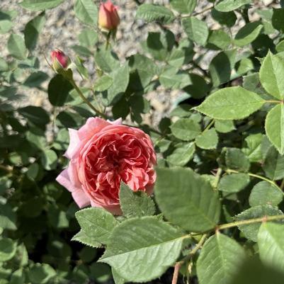 Rosa David Austin Boscobel PP25064