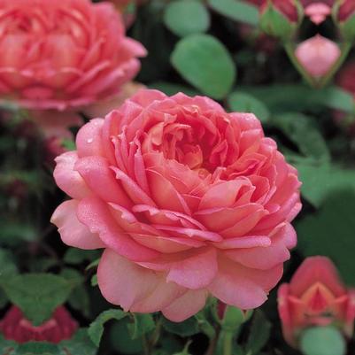 Rosa David Austin Jubilee Celebration®