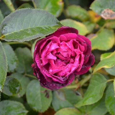 Rosa David Austin Munstead Wood PP19876