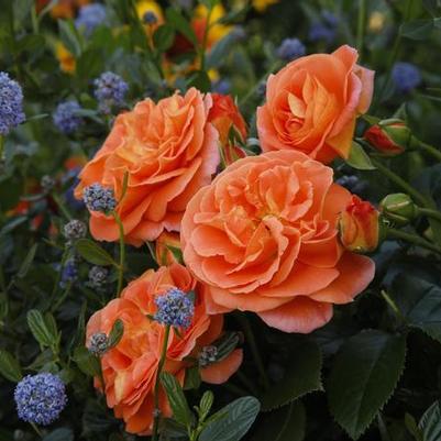 Rosa Floribunda Mango Veranda® PP29399