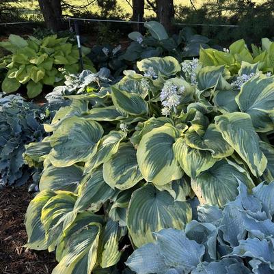 Hosta Earth Angel