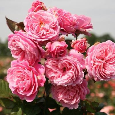 Rosa Floribunda Summer Romance™ Parfuma® PP25993