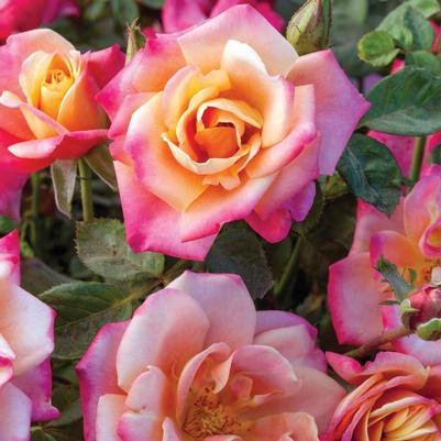 Rosa Tree 36 Polynesian Punch™ PP28073