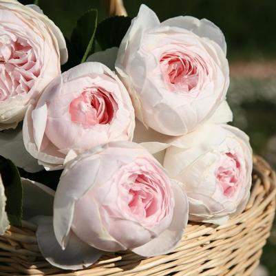 Rosa Floribunda Earth Angel™ Parfuma® PP26836