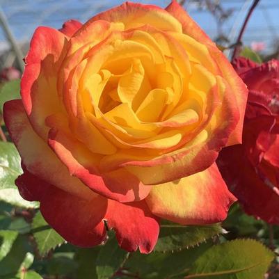 Rosa Floribunda Sunbelt® Garden Flame™ PP36043