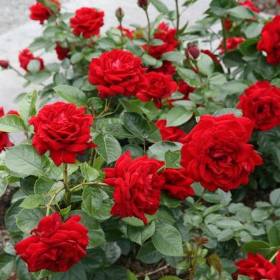 Rosa Floribunda Sunbelt® Desmond Tutu™ PP22828