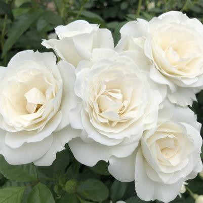 Rosa Floribunda White Veranda® PPAF