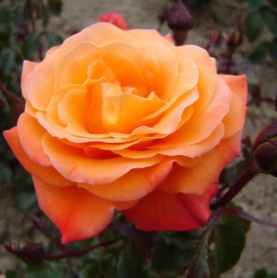 Rosa Grandiflora New Year