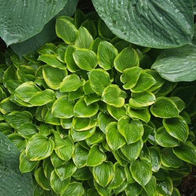 Hosta Golden Tiara