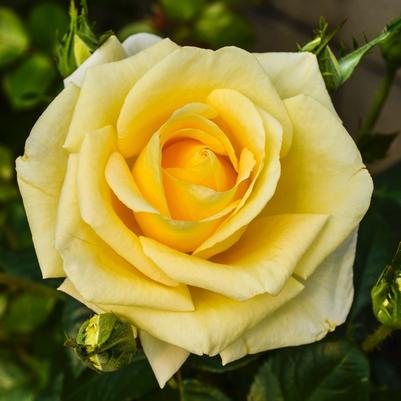 Rosa Grandiflora Sunshine Daydream PP23551