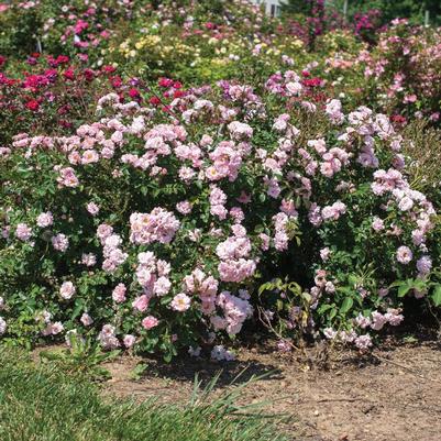 Rosa Groundcover Blushing Drift® PP33507