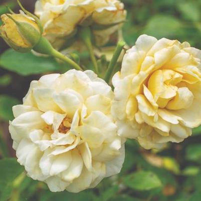 Rosa Groundcover Buttercream Drift® PP35825