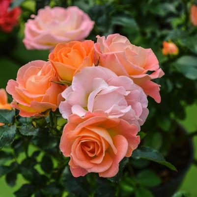 Rosa Tree 36 Peach Drift® PP18542