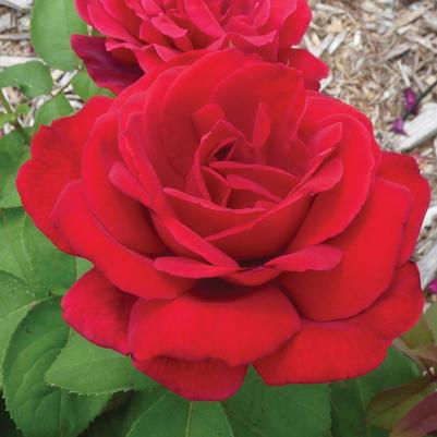 Rosa Tree 36 Chrysler Imperial