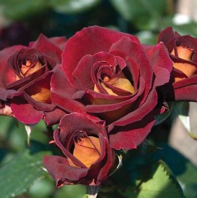 Rosa Hybrid Tea Dark Night™ PP21071