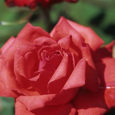 Rosa Hybrid Tea Dolly Parton