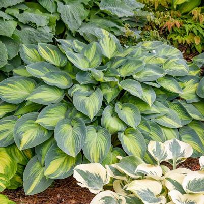 Hosta June