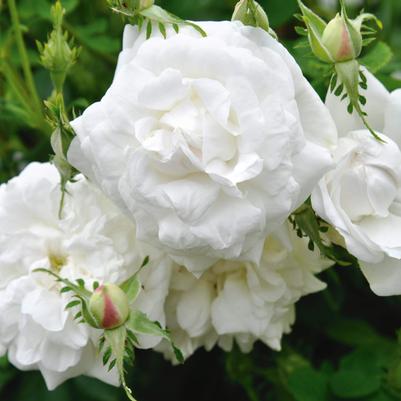 Rosa O.F. Blanc Double DeCoubert