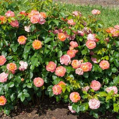 Rosa Tree 24 Orange Glow™ Knock Out® PP35826