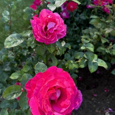 Rosa Hybrid Tea Baronne de Rothschild