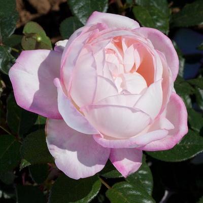 Rosa Hybrid Tea Best Kept Secret™ PP26411