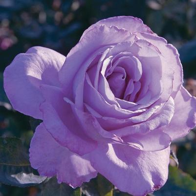 Rosa Hybrid Tea Blue Girl